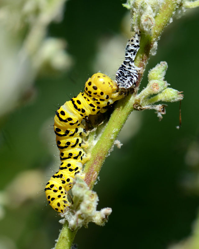 Bruchi da identificare